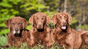 Chesapeake Bay Retriever
